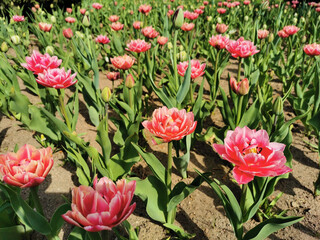 Pink-scarlet terry with white tips peony-shaped terry tulip among green leaves. The festival of tulips on Elagin Island in St. Petersburg.