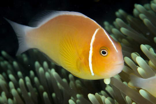 Orange or yellowish colored fish with black and white patterns swimming in the ocean, photo taken under water at the Great Barrier Reef, Cairns, Queensland Australia