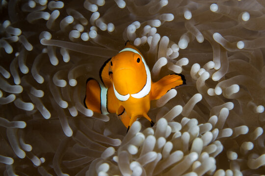 Orange or yellowish colored fish with black and white patterns swimming in the ocean, photo taken under water at the Great Barrier Reef, Cairns, Queensland Australia