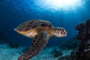 Obraz premium Swimming sea turtle in the ocean, photo taken under water at the Great Barrier Reef, Cairns, Queensland Australia
