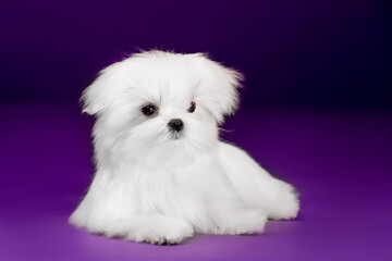 Beautiful small dog Maltese breed on the background