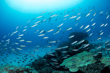 Fototapeta na wymiar A group of fish swimming around coral reefs, photo taken in the ocean of Great Barrier Reef, Australia 