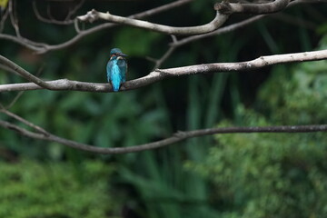 kingfisher on the branch