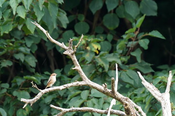 bull headed shrike on the branch