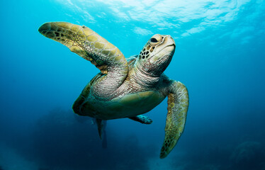 Obraz na płótnie Canvas Swimming sea turtle in the ocean, photo taken under water at the Great Barrier Reef, Cairns, Queensland Australia