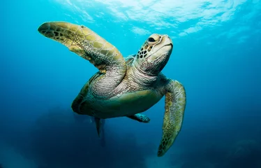 Foto op Plexiglas Zwemmende zeeschildpad in de oceaan, foto genomen onder water bij het Great Barrier Reef, Cairns, Queensland, Australië © Olivia Zhou