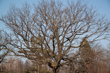 old oak in the sunny autumn day