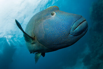 A large blue Hump-Headed Maori Wrasse fish with gold or yellowish strip pattern swimming in the ocean looking and waving to the camera at the Great Barrier Reef, Cairns, Queensland Australia