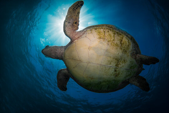 Swimming sea turtle in the ocean, photo taken under water at the Great Barrier Reef, Cairns, Queensland Australia