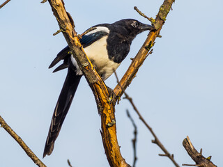 Magpie closeup on the dry tree on light blue sky background