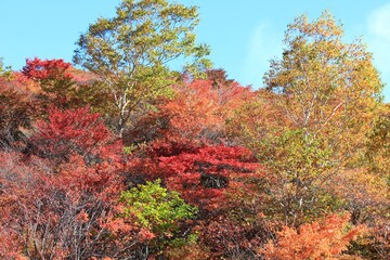 紅葉の茶臼岳（那須岳）姥ヶ平 。