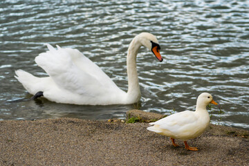 Cute white duck and white swan at lake