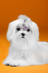 Small white dog of breed maltese in a photo studio