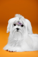 Small white dog of breed maltese in a photo studio