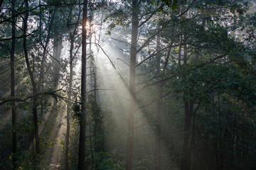 rayons de soleil en forêt
