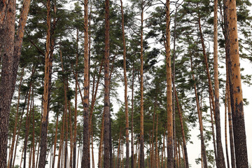 The pine forest in autumn