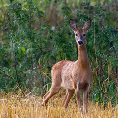 Chevreuil au champ