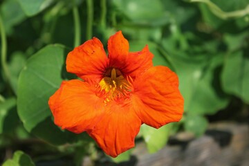 Bright orange flower in the garden