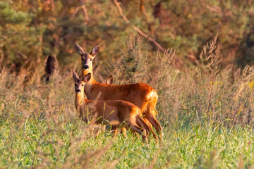 Chevreuil et petits