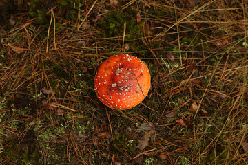 mushroom on moss in the forest