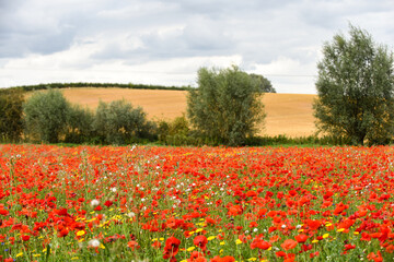 Poppy field with beautiful red poppies and flowers in a summer meadow