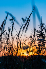 Obraz premium Vertical photo of sunrise in the field. Sunset over the meadow with grass silhouette. Daybreak at the pasture. Study of plants during dawn. Romantic early morning in the meadow. Sunrise in the grass.