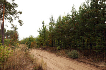 The pine forest in autumn