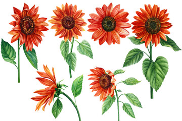 Sunflowers, set of red flowers on an isolated white background, watercolor illustration, elements for design