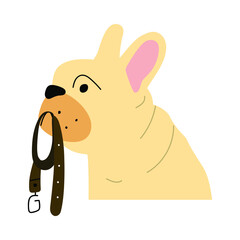 French bulldog holding leash in his mouth. Illustration on white background.