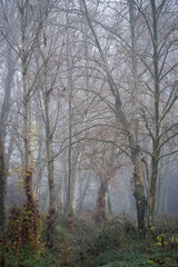 Fototapeta na wymiar tall Oriental plane tree forest, dense undergrowth and dense fog catalonia, spain