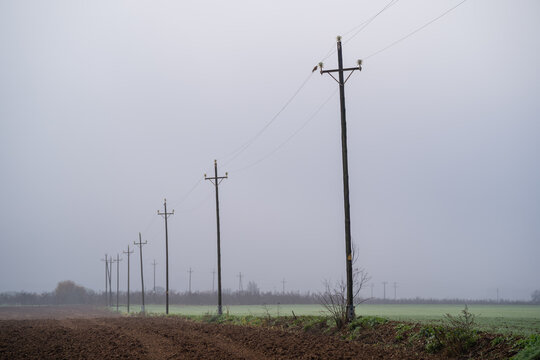 series of telephone poles in field and dense fog catalonia, spain