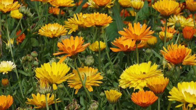marigold in flower field in the nature.
