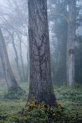 tree trunk with dry ivy in forest with dense fog and road in catalonia, spain