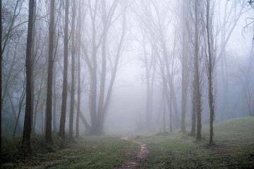 Oriental plane tree forest with dense fog and path in catalonia, spain