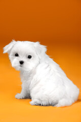 Small white dog of breed maltese in a photo studio