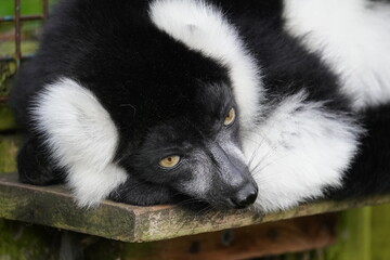 Black and white ruffed lemur