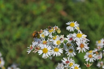 bee on a camomile daisy flower 