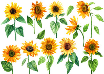 Set of Sunflowers flowers on an isolated white background, watercolor illustration, floral design