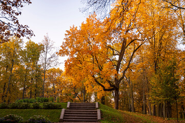 Naklejka premium autumn in the park