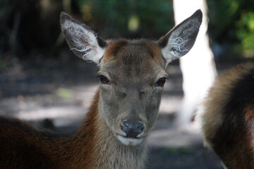 Red deer