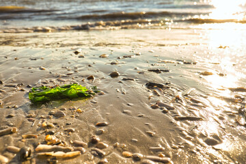 Sunset on the stand of Blåvand Denmark. Evening hours in warm light mood