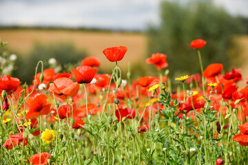 Poppy field with beautiful red poppies and flowers in a summer meadow