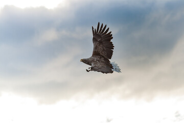 Adlerbeobachtungen während einer Adler Safari auf den Lofoten