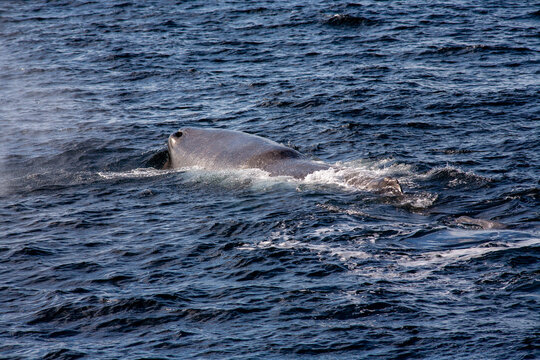 Atemloch des Pottwal (Physeter macrocephalus)