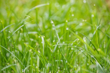 Natural background of blurred bokeh texture, green grass with rain drops, close up, shallow depth of focus. Fresh beautiful pattern expired by nature, freshness of water dew and wet greenery in spring