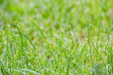 Natural background of blurred bokeh texture, green grass with rain drops, close up, shallow depth of focus. Fresh beautiful pattern expired by nature, freshness of water dew and wet greenery in spring