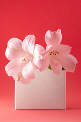 Empty paper card mockup. Floral frame made of blank paper box and pink alstroemeria flower on red background