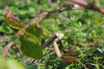 Praying mantis bug looking at the camera.