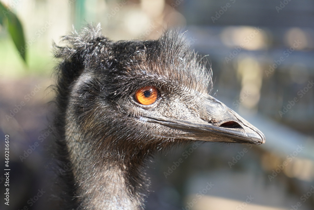 Poster Emu