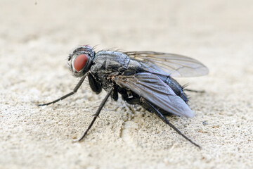 Closeup shot of a fly on sand